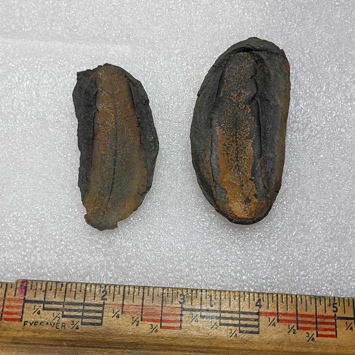 Mazon CreeK leaf fossil