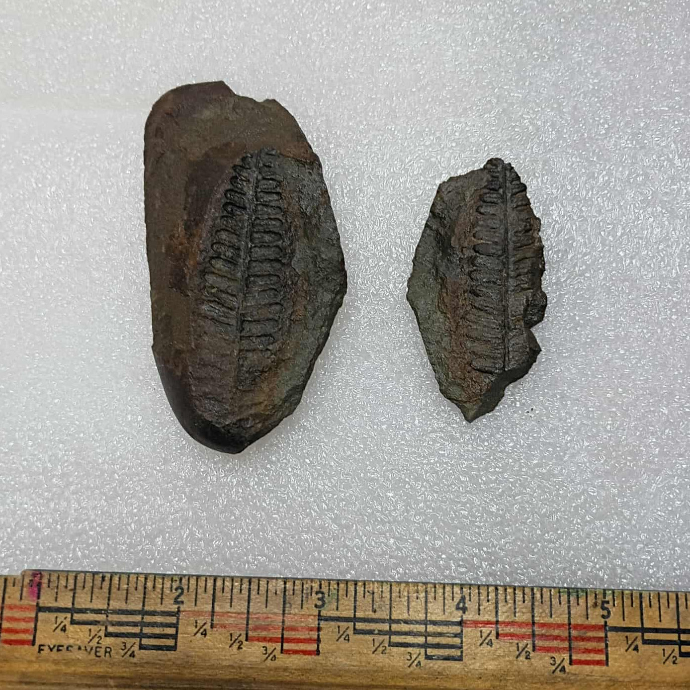 Mazon Creek Fern Fossil pair