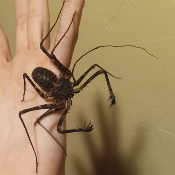 West African tailless whip scorpion