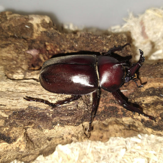 Allomyrina dichotoma tsunobosonus - Adults