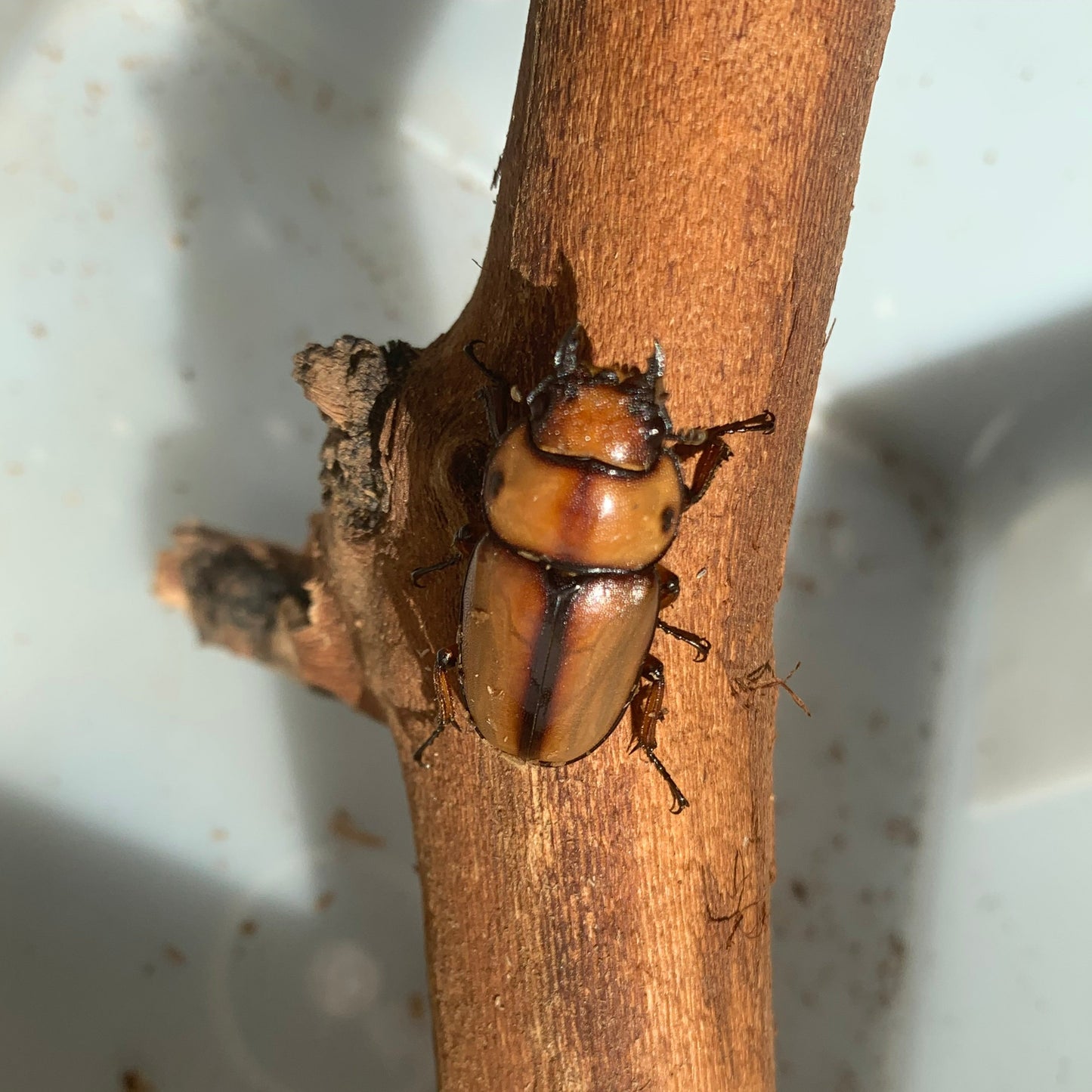 Prosopocoilus astacoides blanchardi - Adult Pair