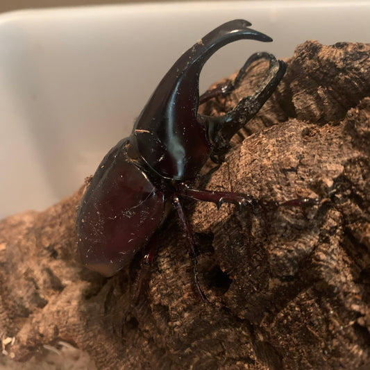 Xylotrupes gideon - Adults