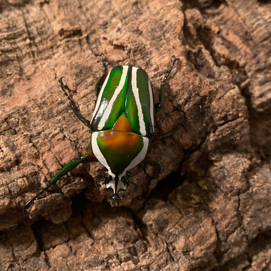 Derby flower beetle adult