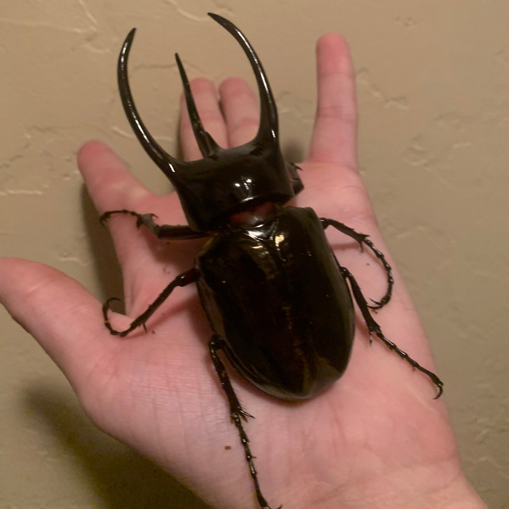 Pet Caucasus beetle adult