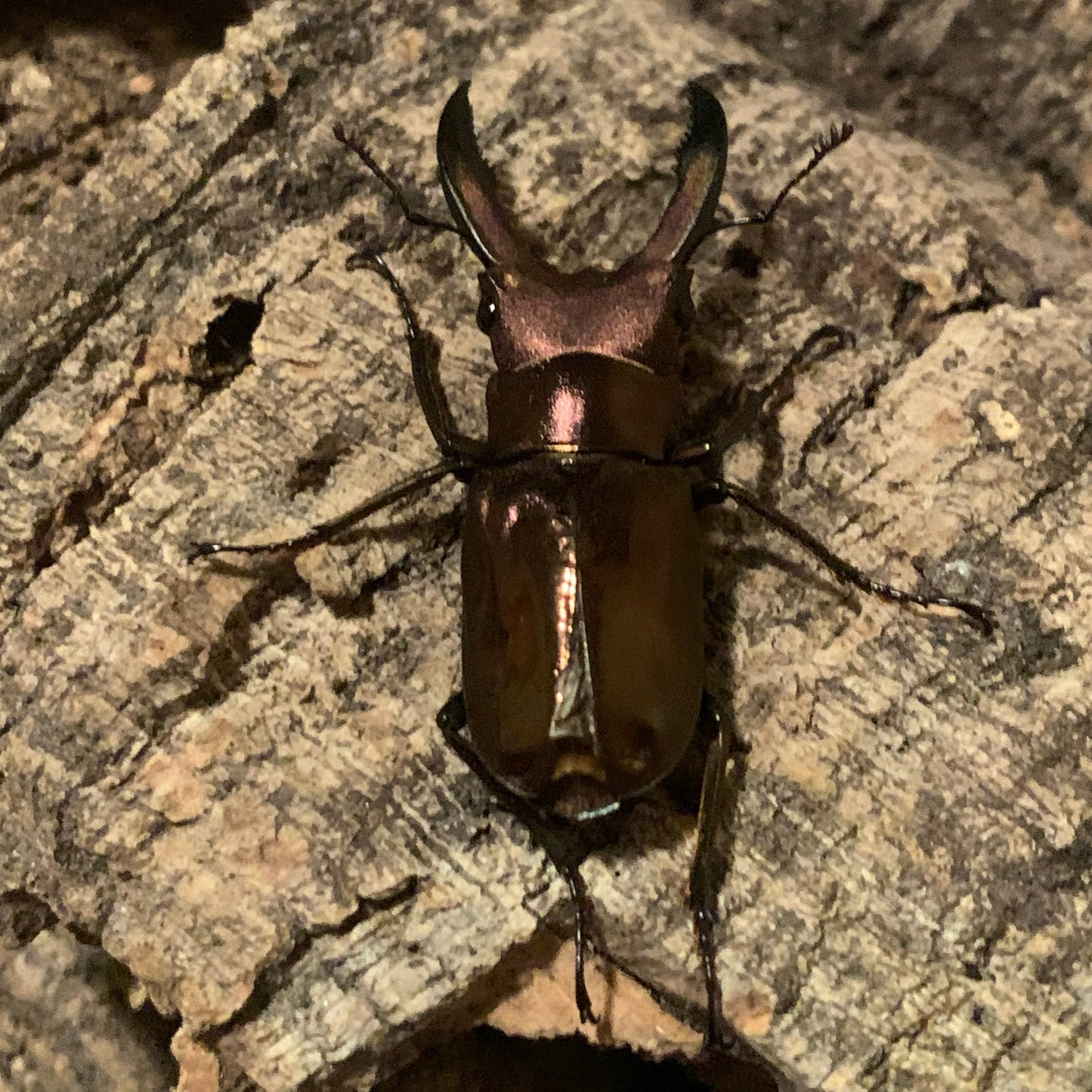 Metallic stag beetle minor male