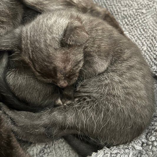 Tom - Smoke Egyptian Mau