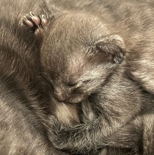Jerry - Smoke Egyptian Mau