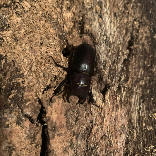 Lucanus mazama (Cottonwood Stag Beetle) - Larvae