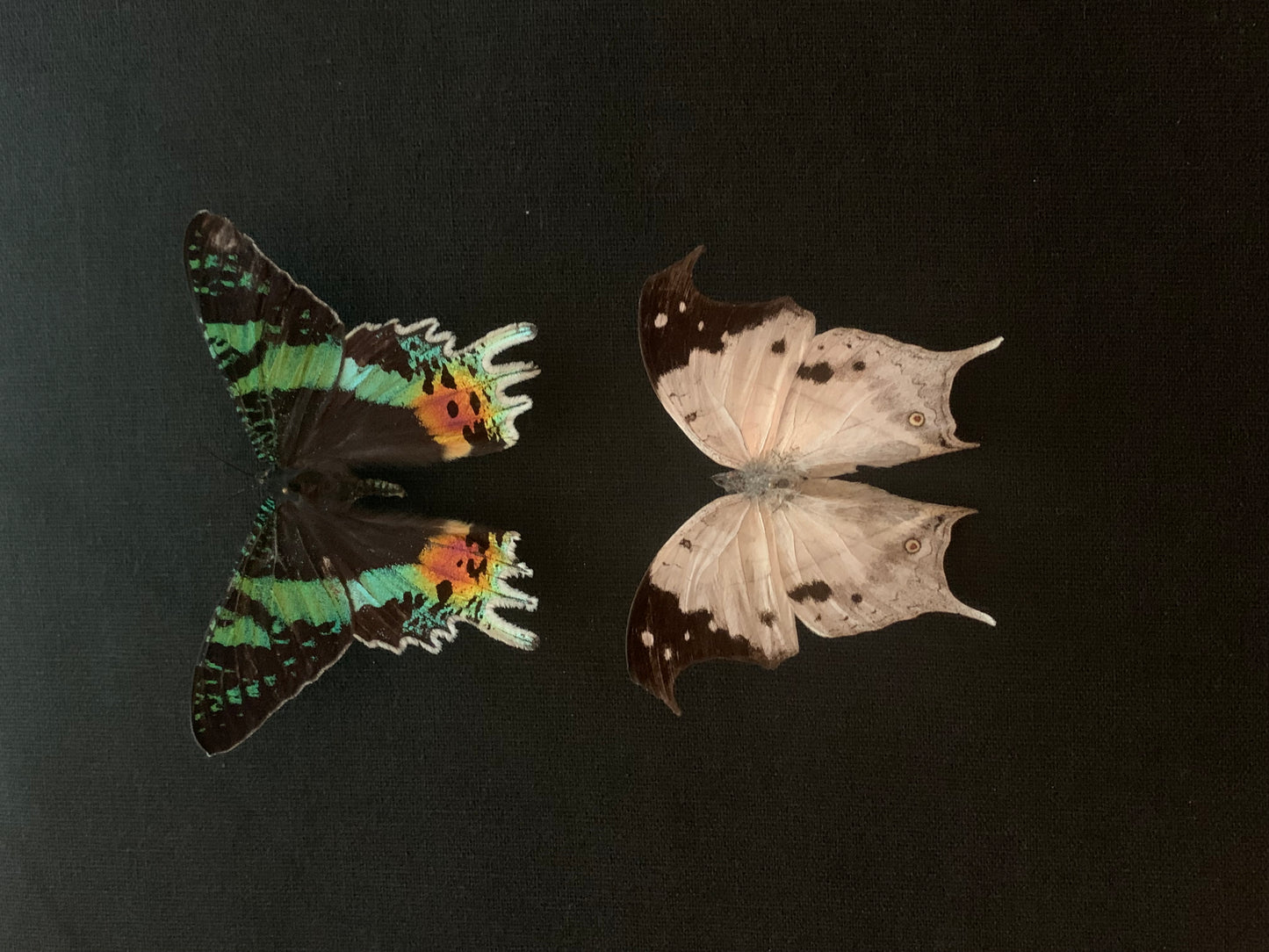 Madagascan moth display