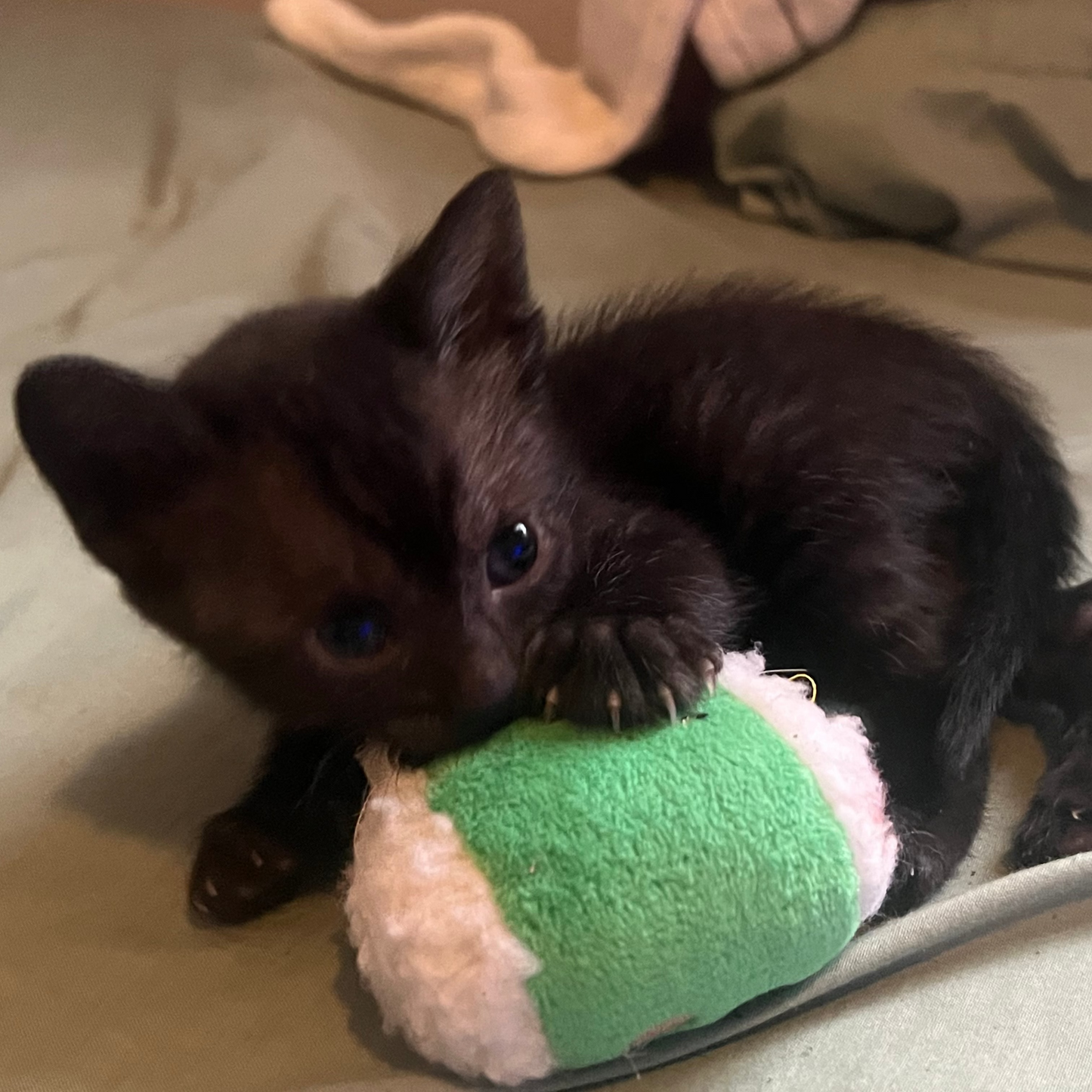 Tom - Smoke Egyptian Mau