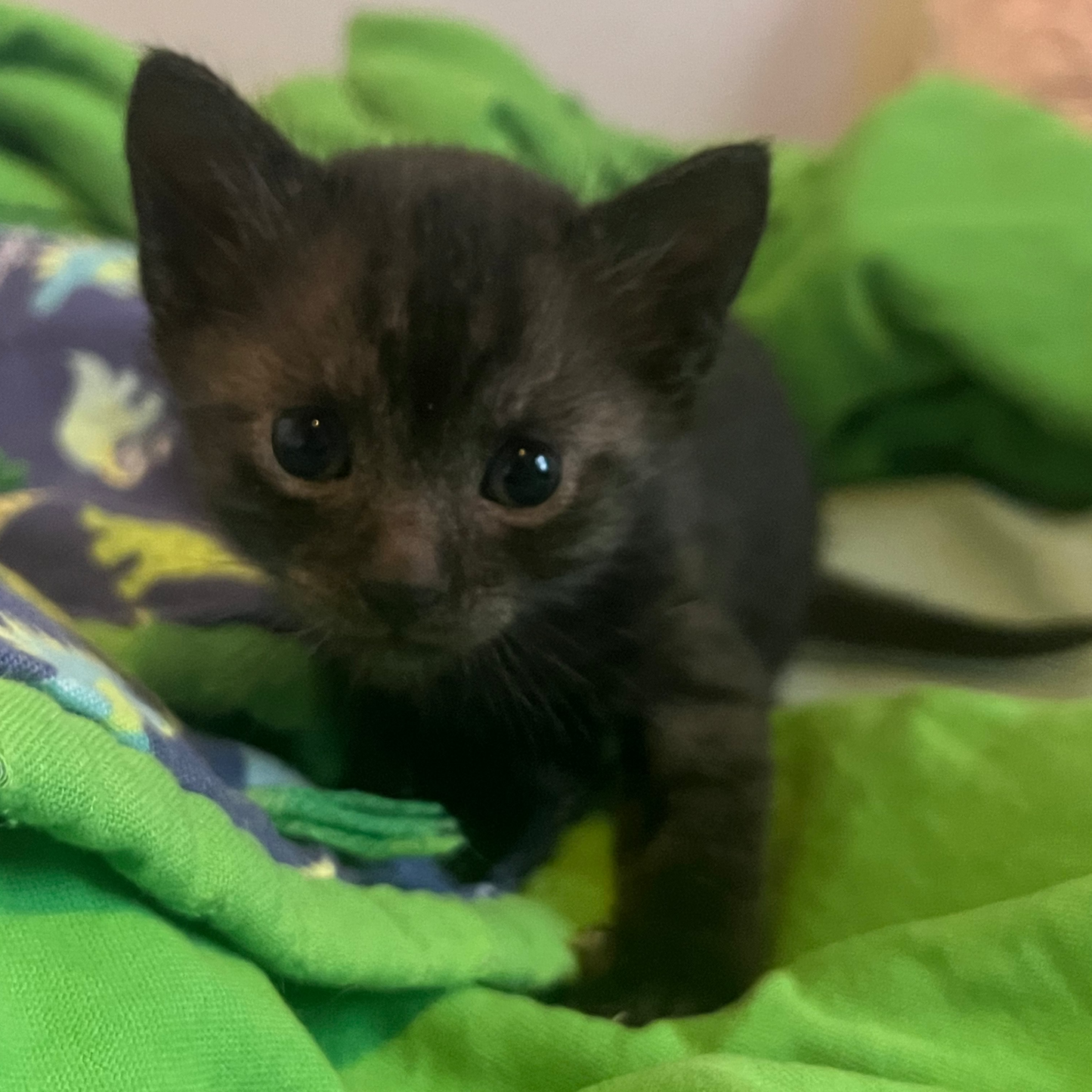 Jerry - Smoke Egyptian Mau