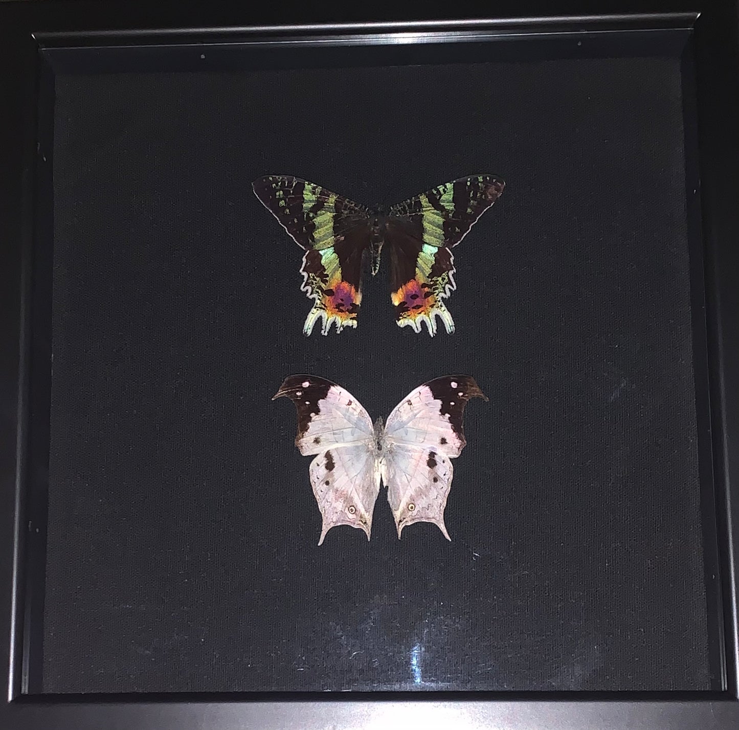 Madagascan moth display