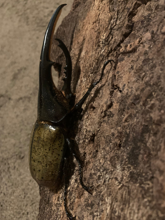 Hercules beetle adult major male