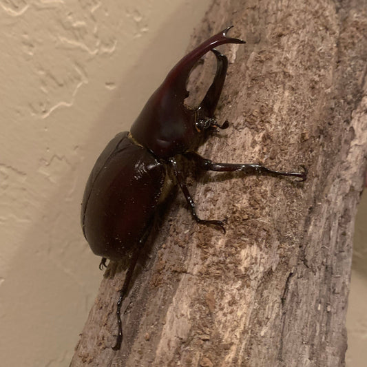 Xylotrupes rhino beetle