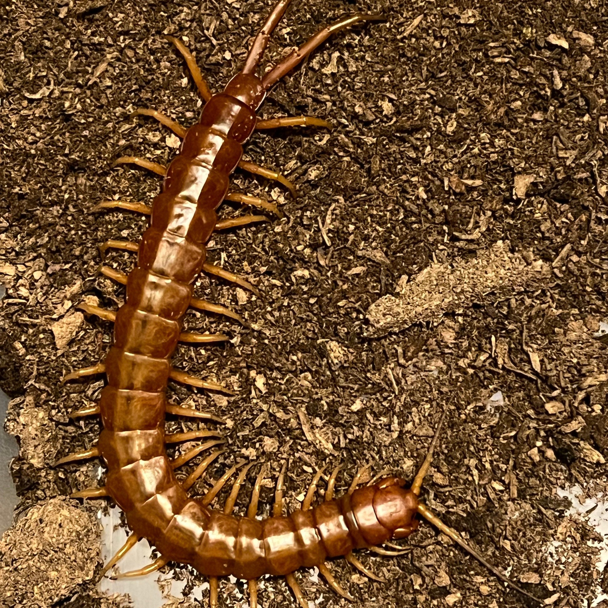 Florida keys giant centipede