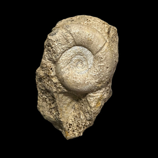 Choffatia isabellae ammonite