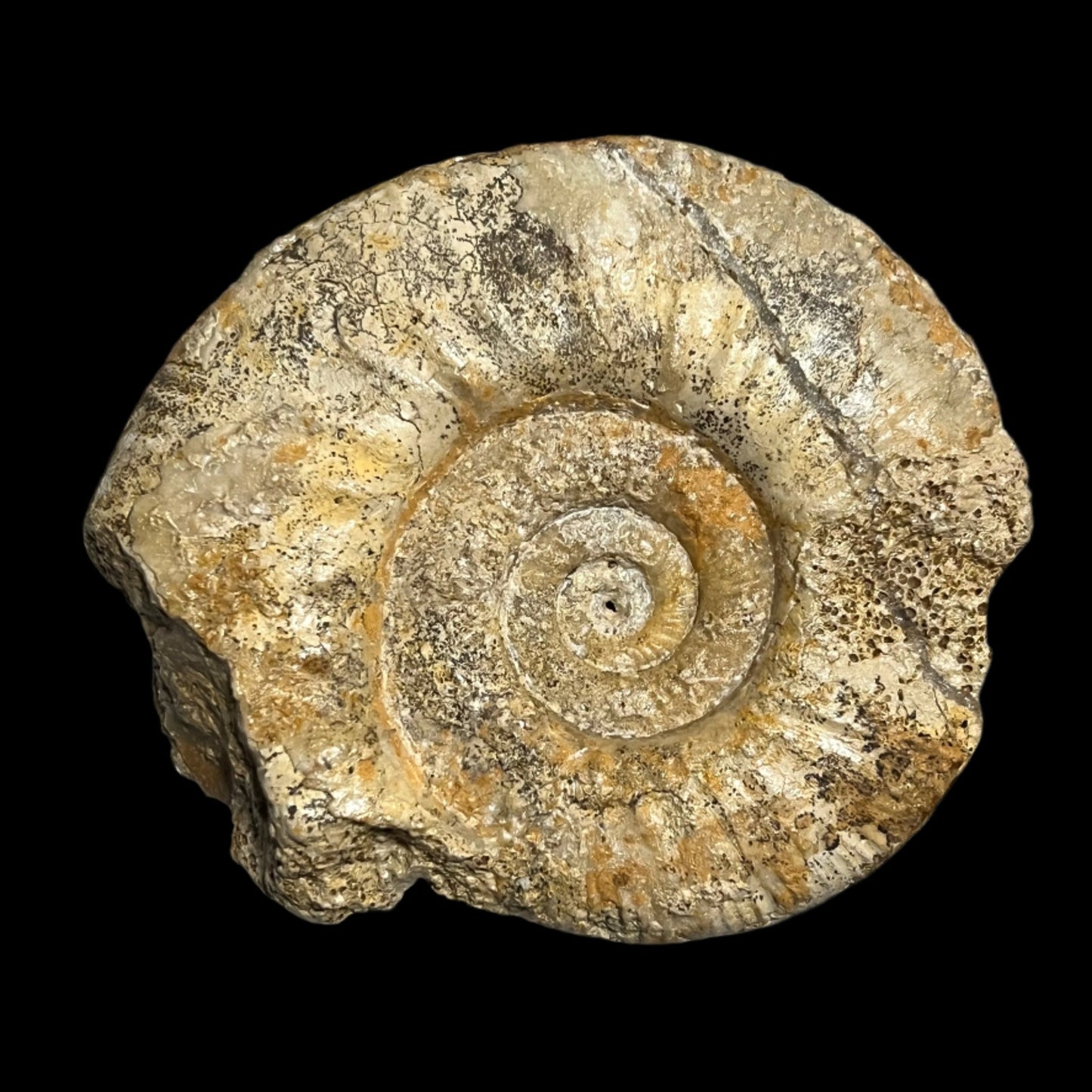 Procerites fossil (large)