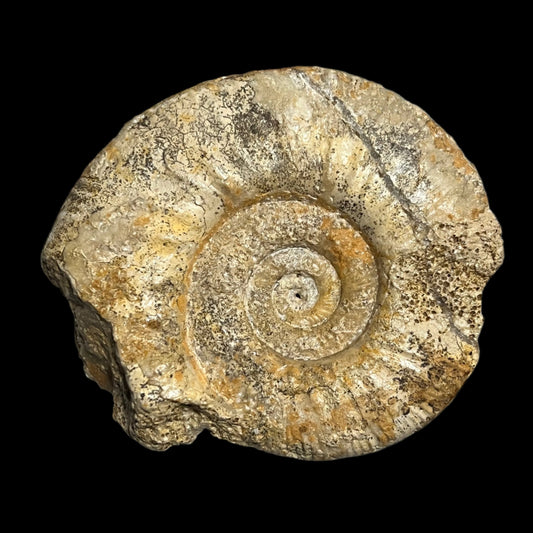 Procerites fossil (large)