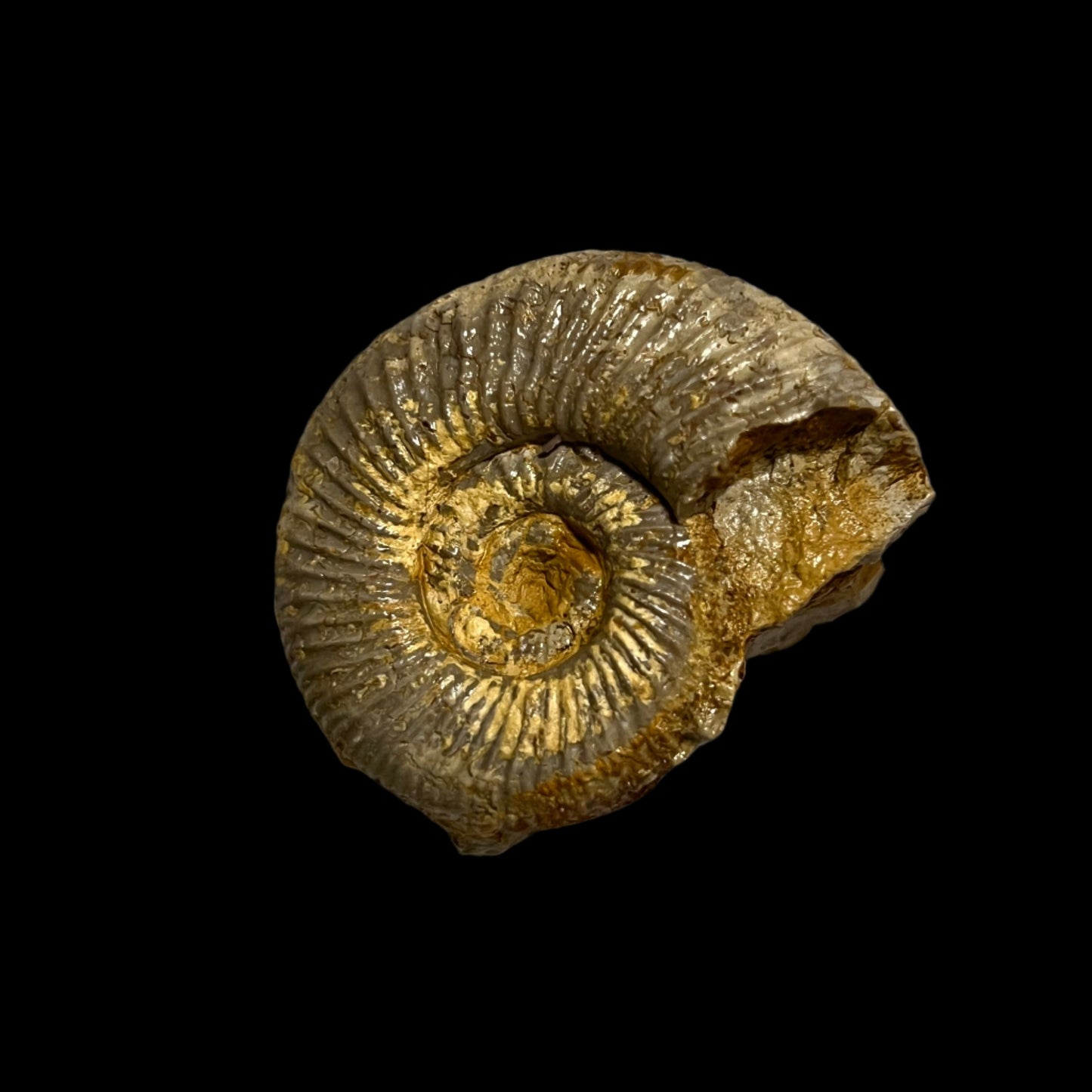 Perisphinctes ammonite