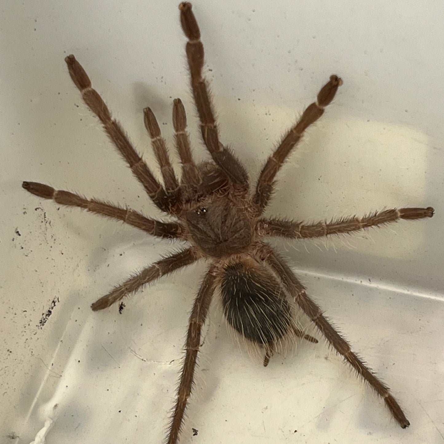 Pink Salmon Tarantula