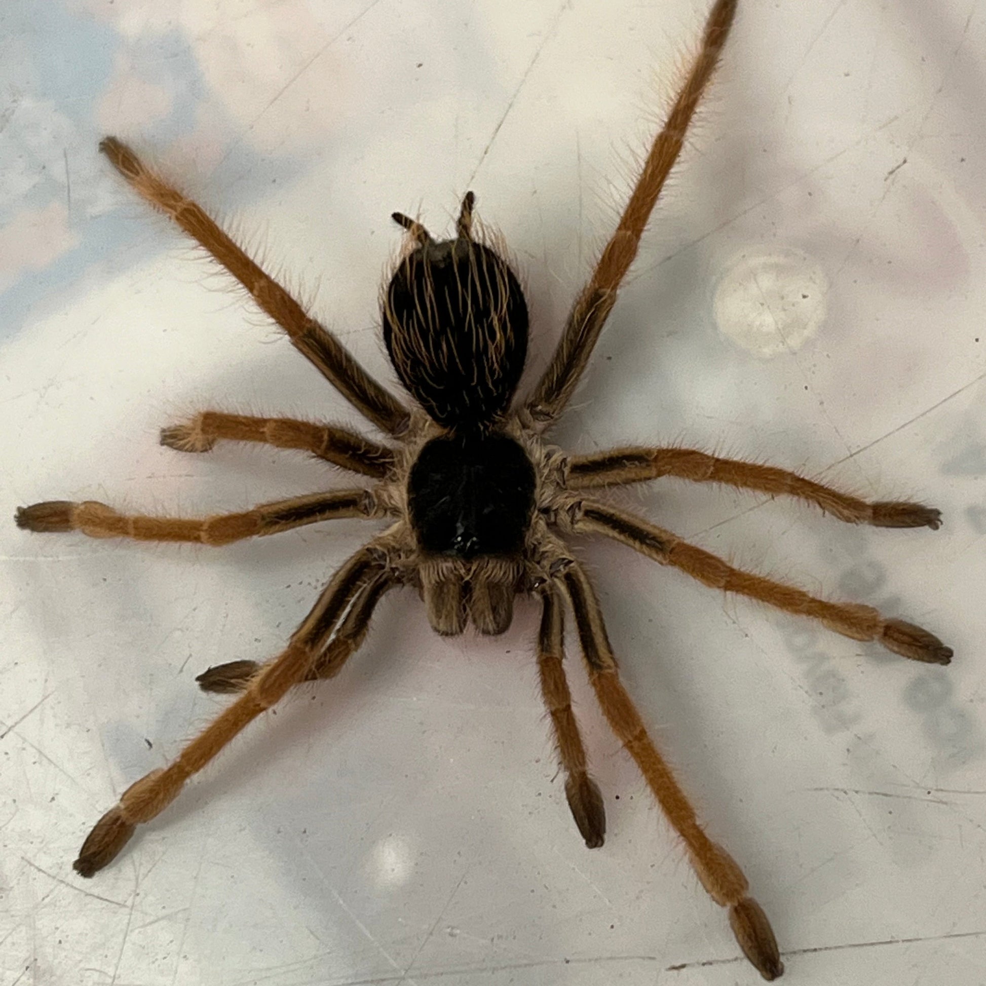 Columbian Giant Redleg Tarantula