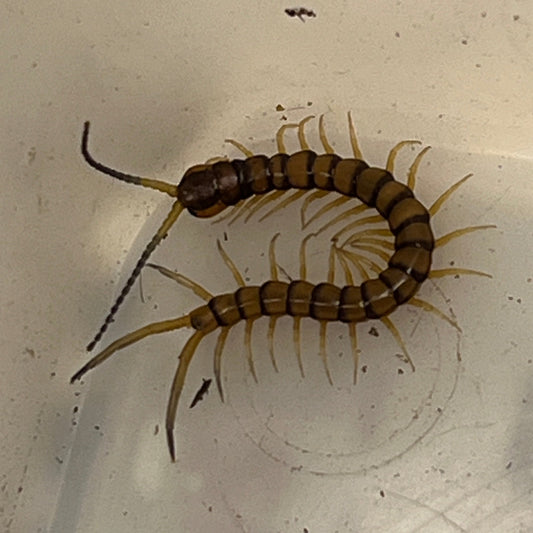 Hispaniolan Giant Centipede pling