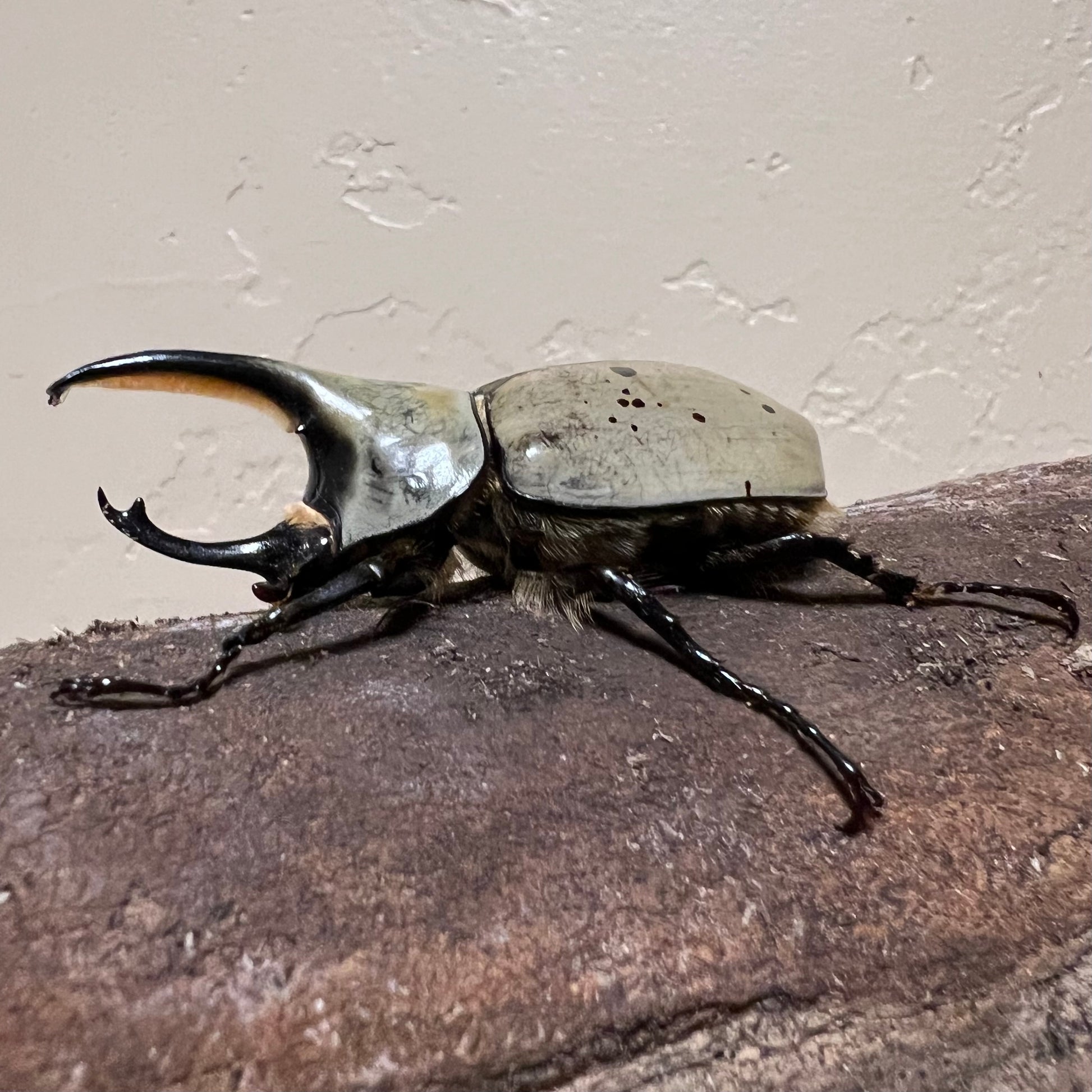 Western Hercules Beetle male