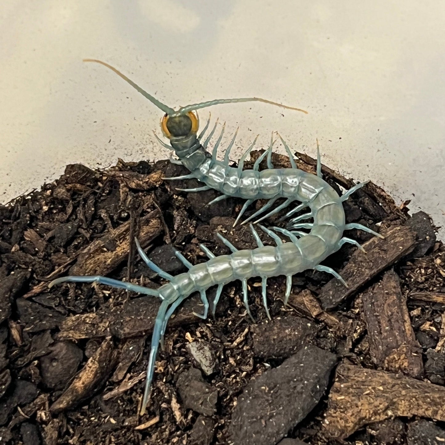 Aztec Blue Centipede Juvenile