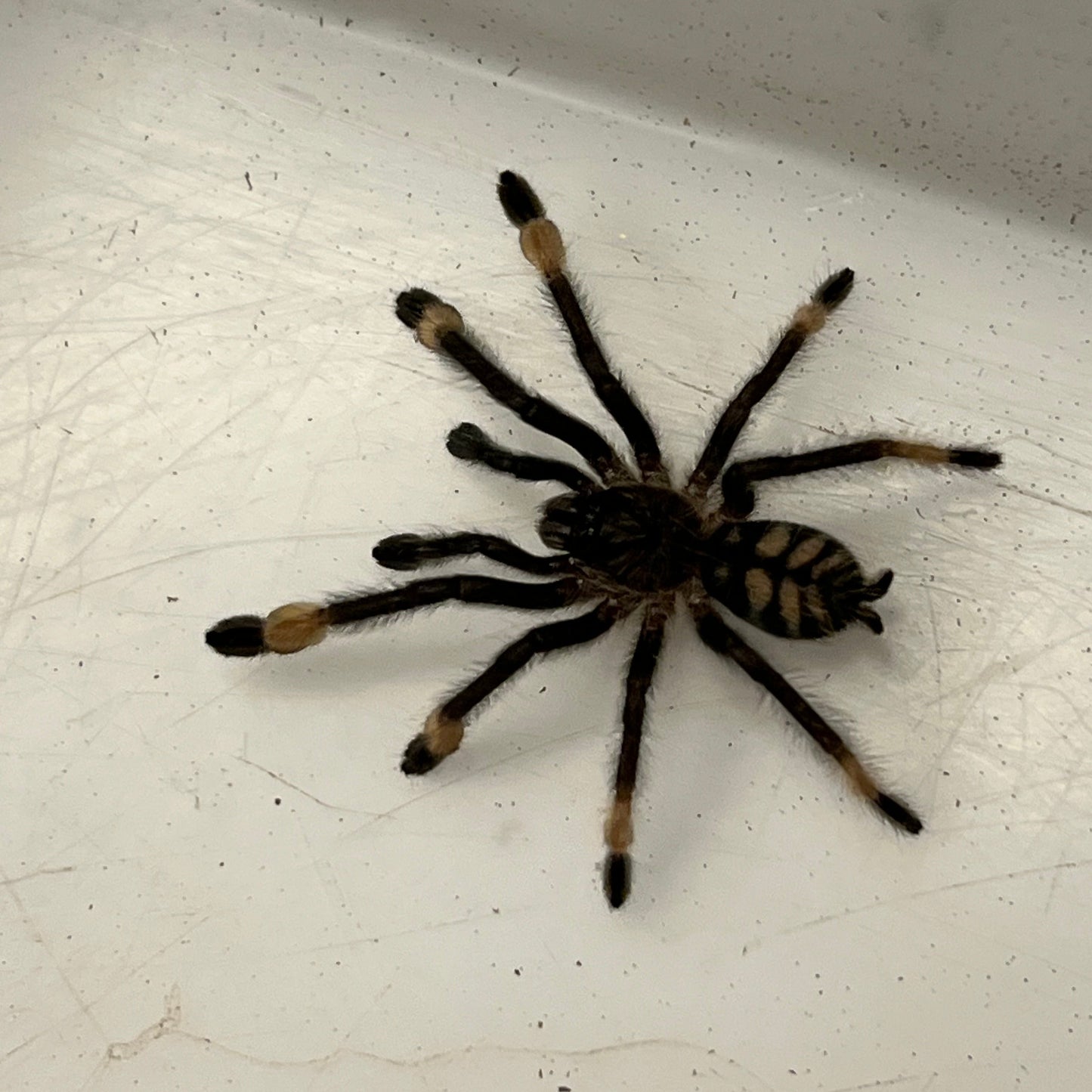 Psalmopoeus irminia (Venezuelan Sun Tiger Tarantula)