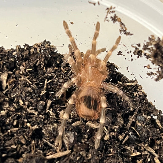 Acanthoscurria geniculata (Brazilian White Knee Birdeater Tarantula)