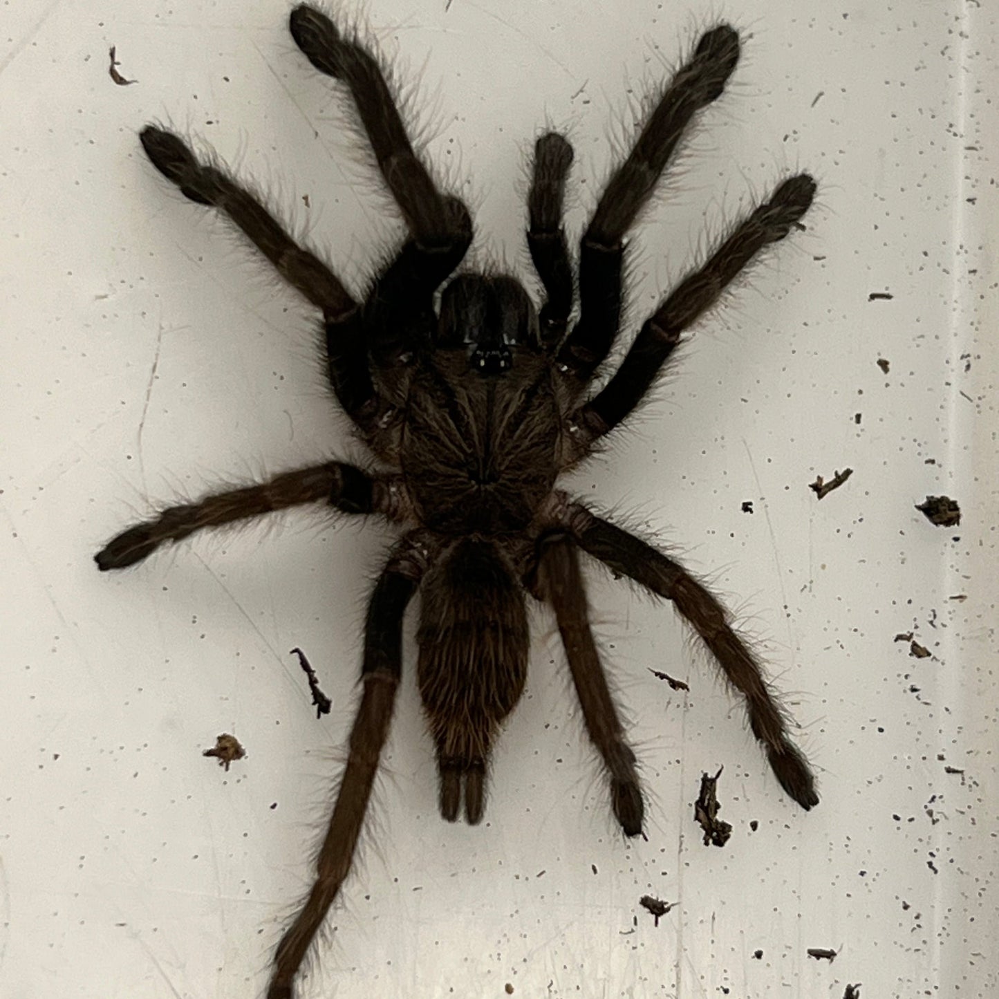 Chilobrachys fimbriatus (Indian Violet Tarantula)