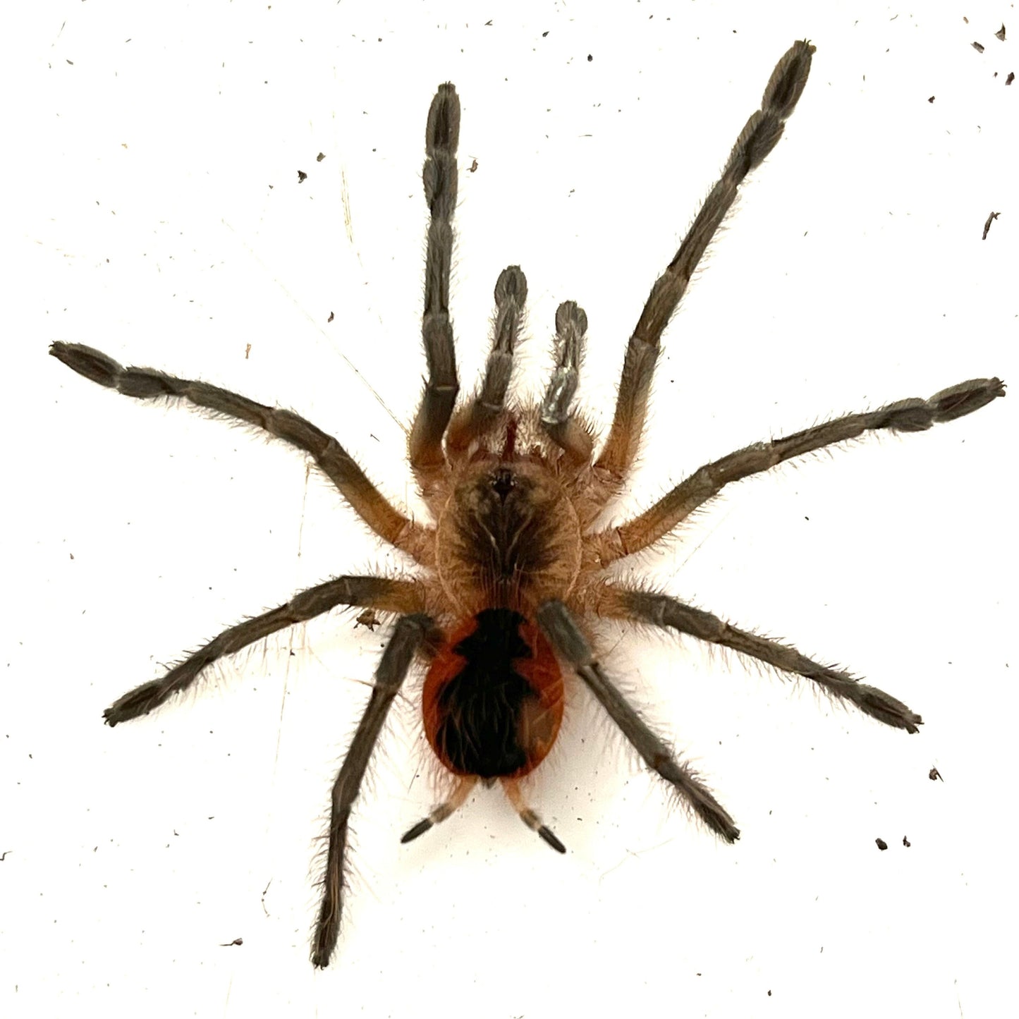 Pamphobeteus sp. "Cascada" (Ecuadorian Cascada Birdeater)