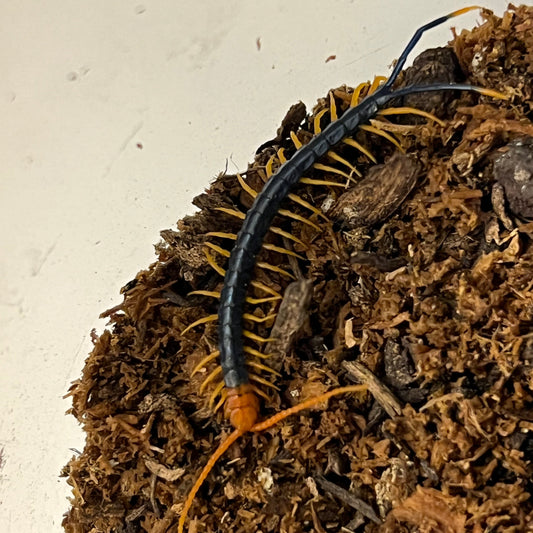 Scolopendra heros castaneiceps (Texas Redleg Centipede)