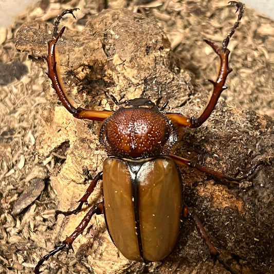 Orangutan Longarm Beetle