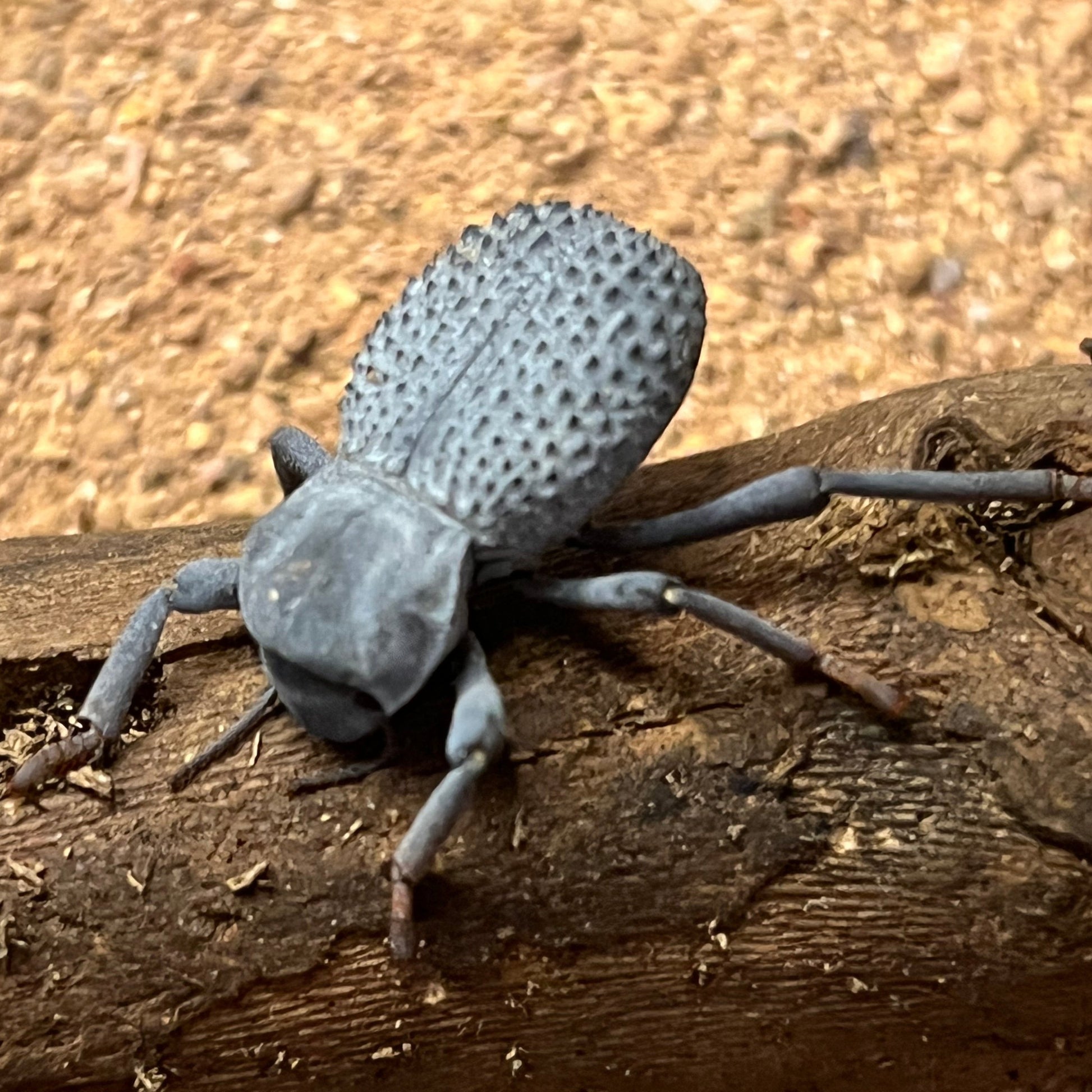 Blue Death Feigning Beetle