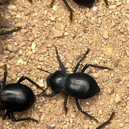 Smooth Death Feigning Beetles