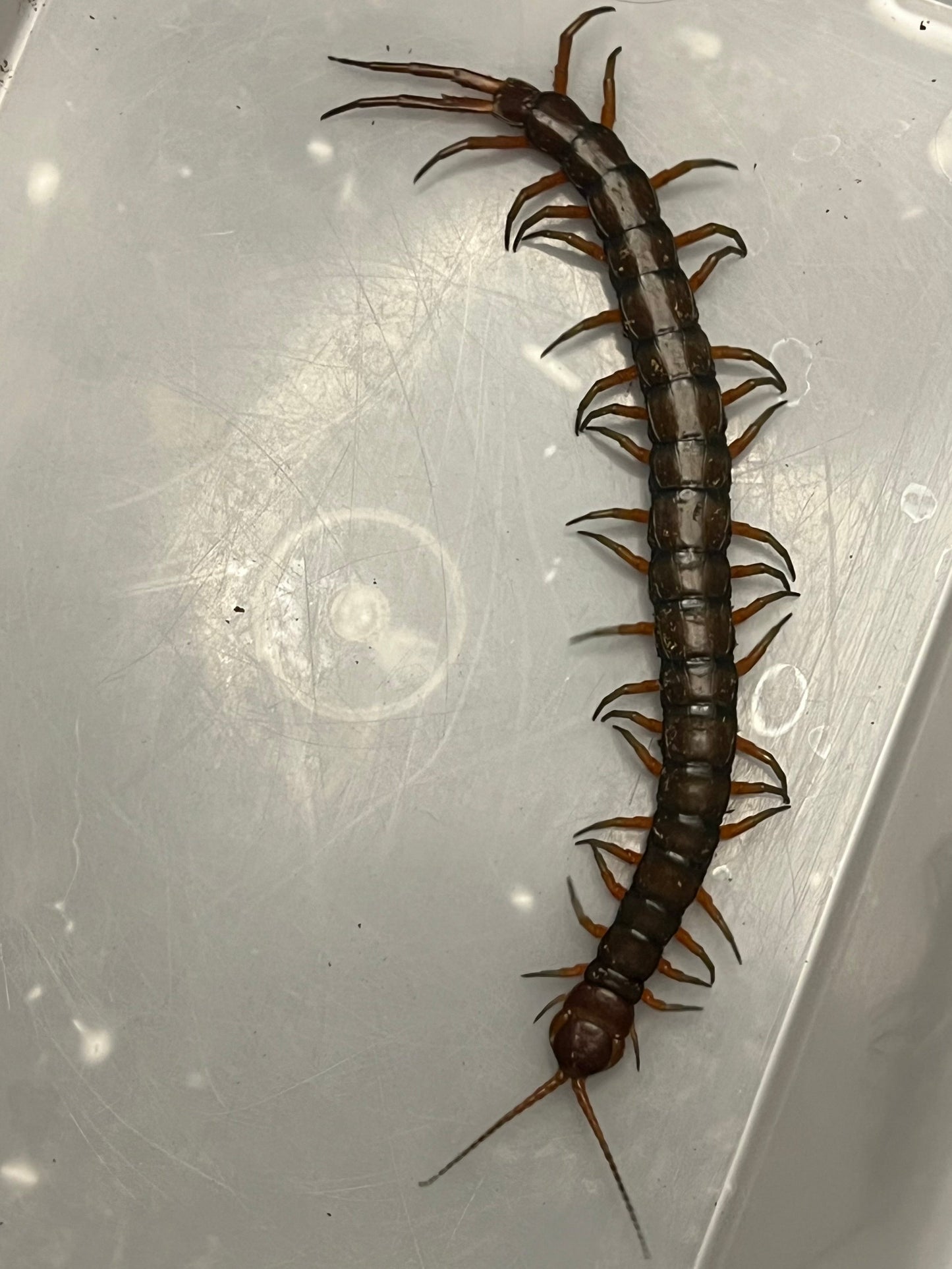 Scolopendra subspinipes (Giant Hawaiian Jewel Centipede)