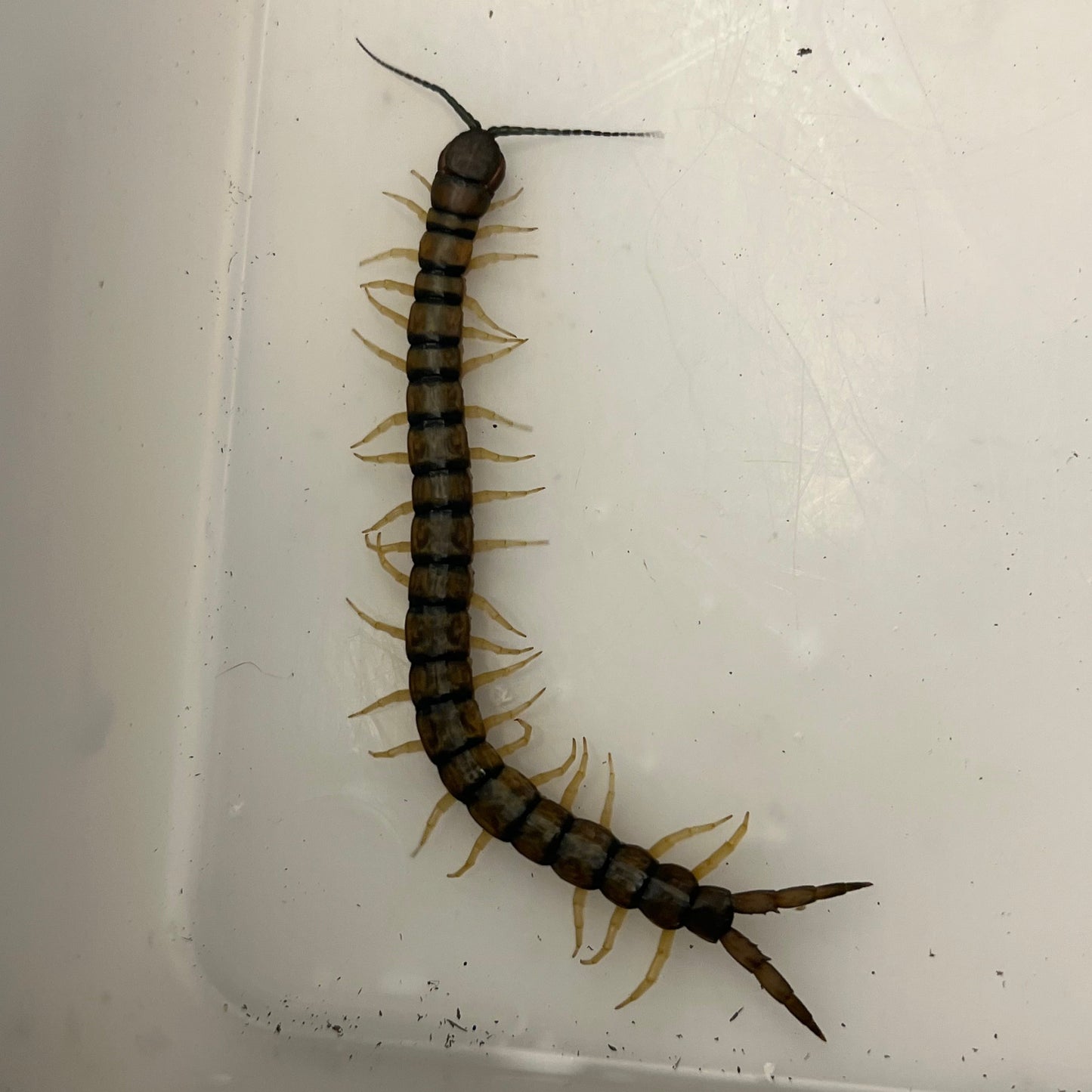 Scolopendra morsitans (Hawaiian Red Headed Centipede)