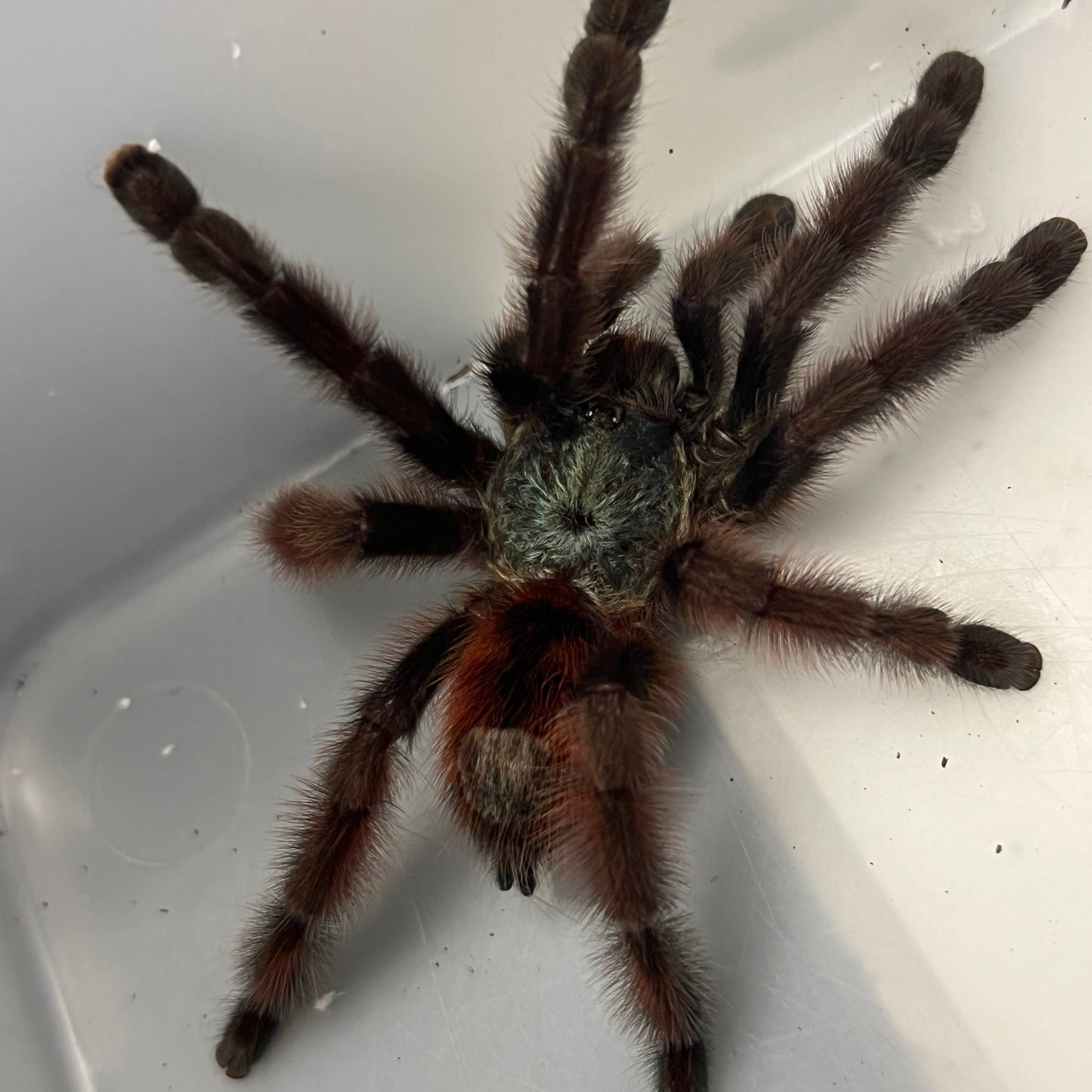 Antilles Pinktoe Tarantula