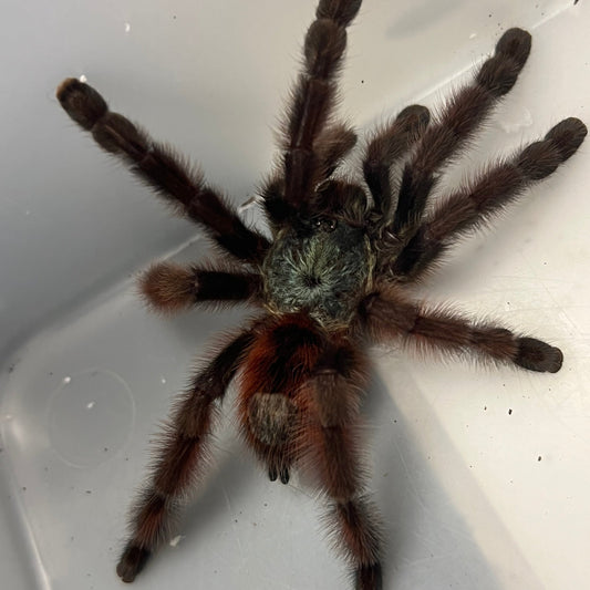 Antilles Pinktoe Tarantula