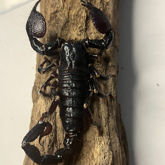 Emperor Scorpion adult male