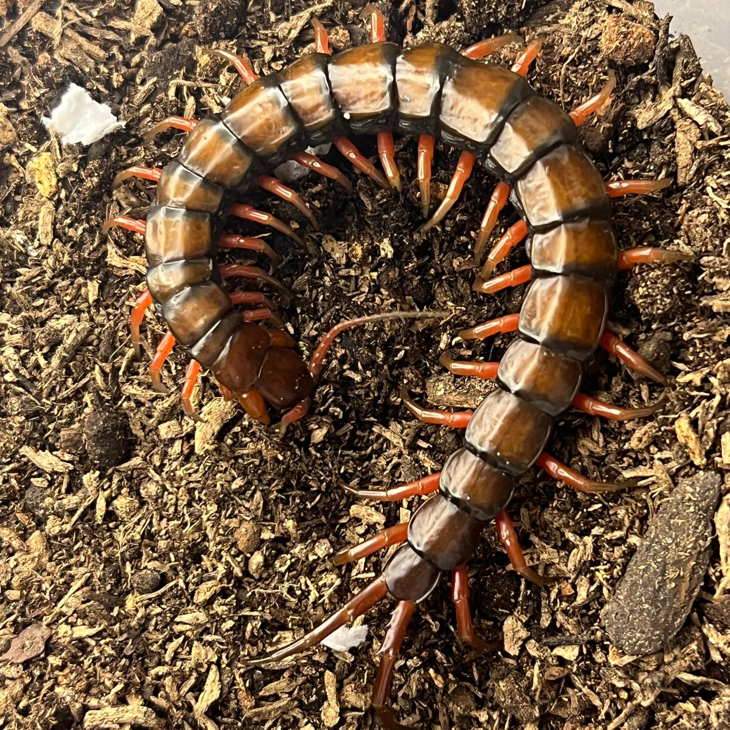 Scolopendra subspinipes (Giant Hawaiian Jewel Centipede)