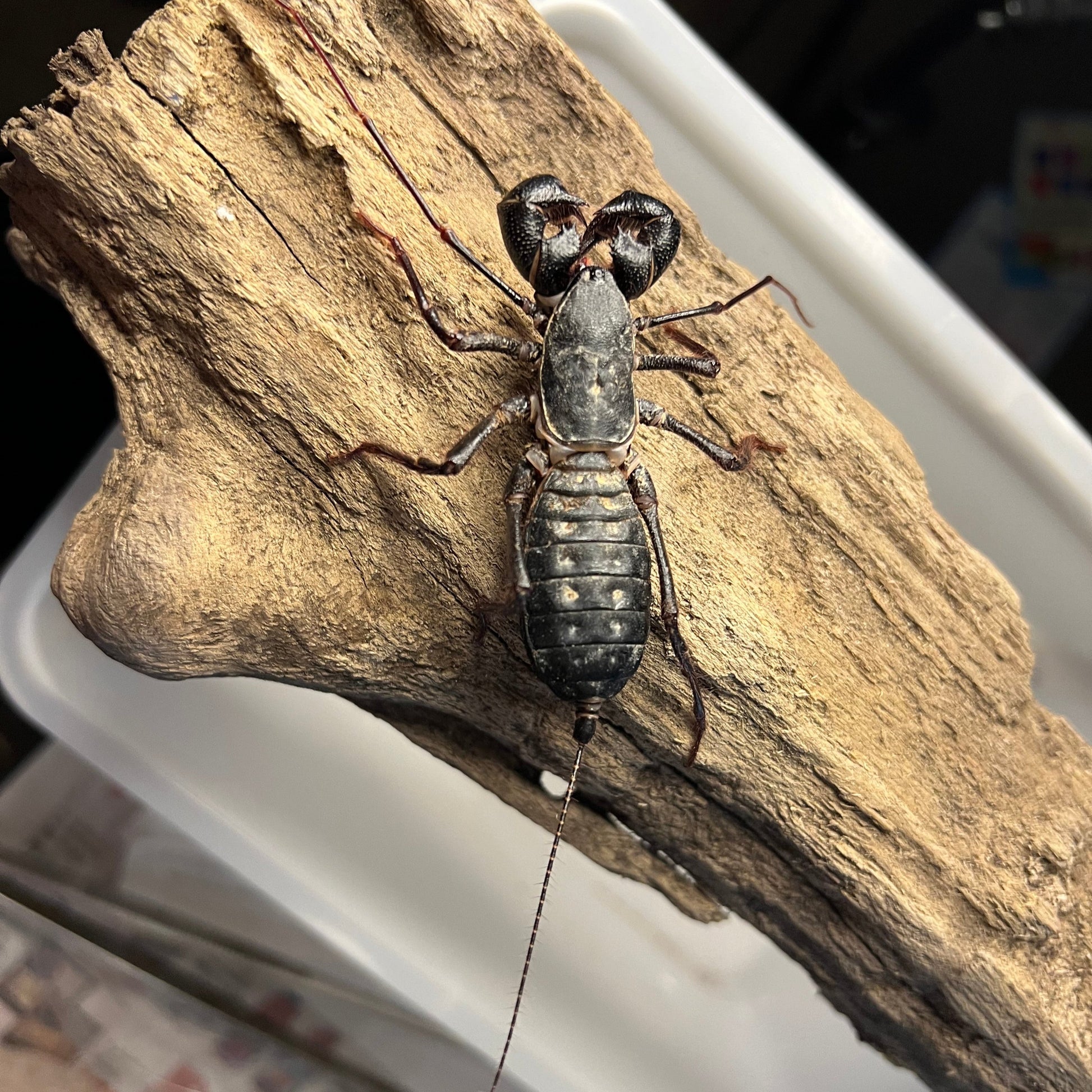 Texas Giant Vinegaroon