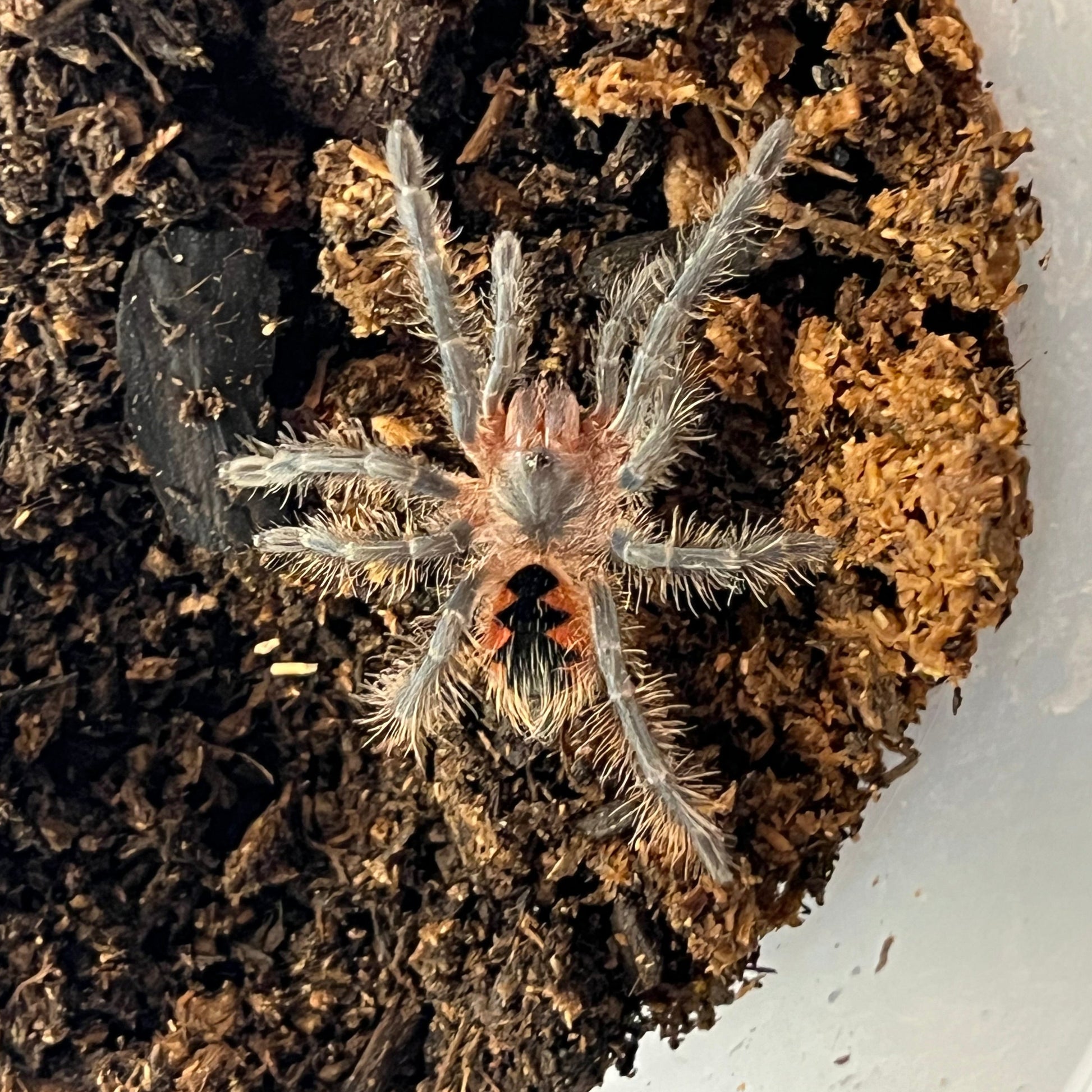 Mascara Giant Birdeater