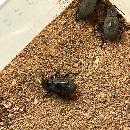 Furry Darkling Beetles