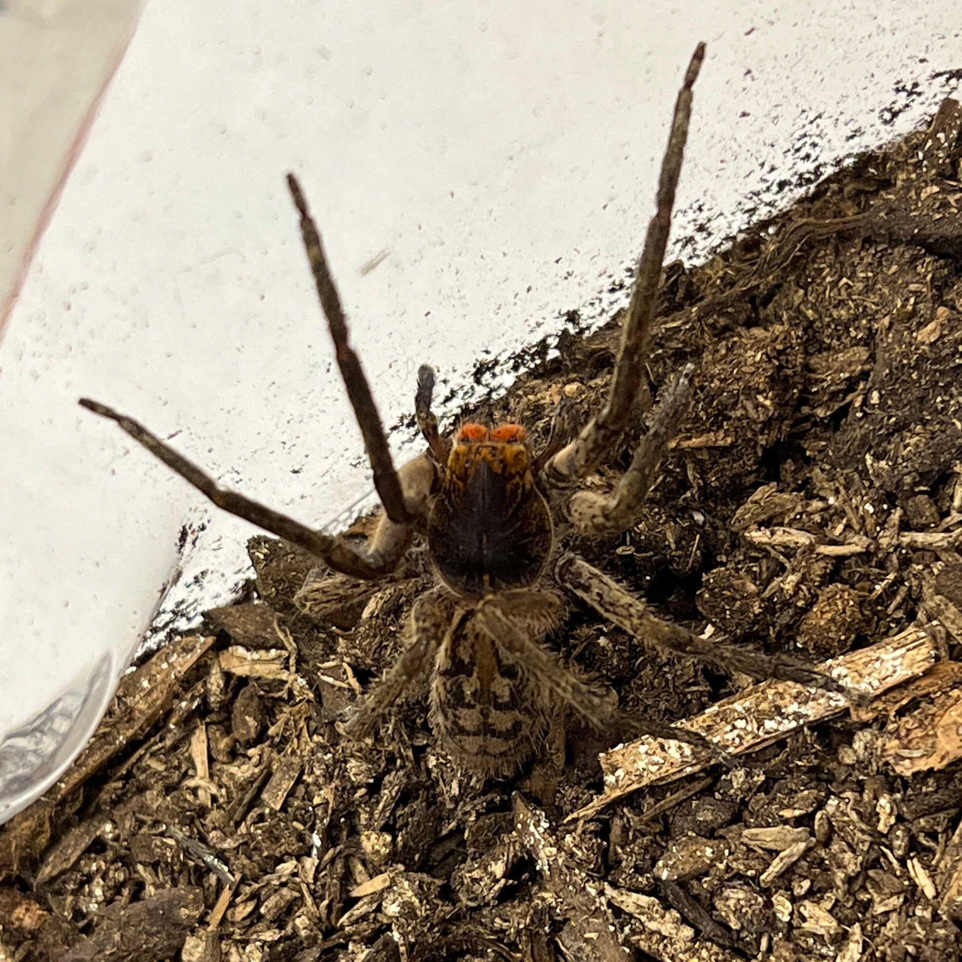 Red Fanged Wandering Spider