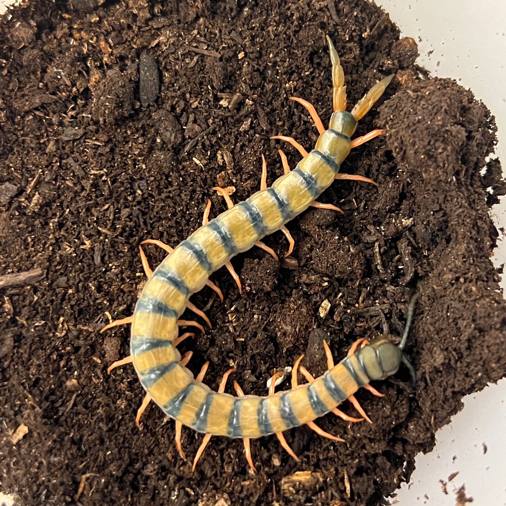 Female Scolopendra morsitans