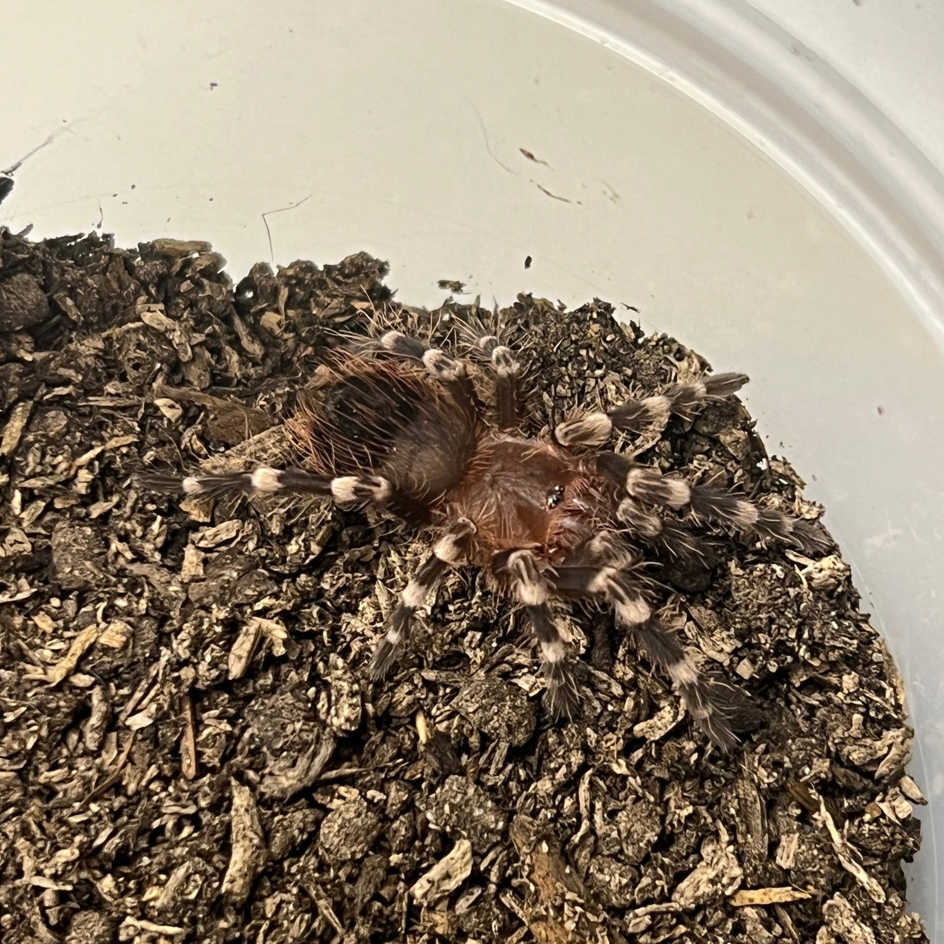 Brazilian White Knee tarantula juvenile