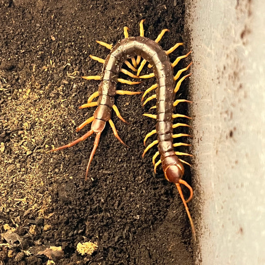 Thai Yellow Leg Centipede