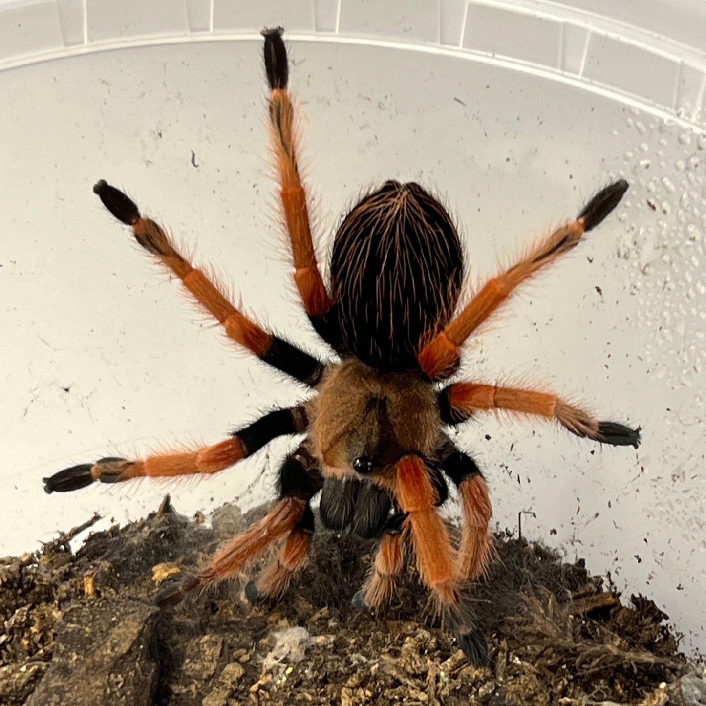 Brachypelma boehmi